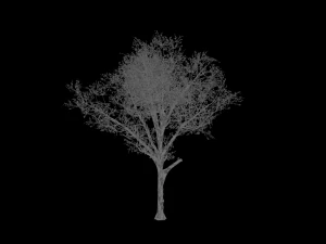 broadleaf002 3D Model