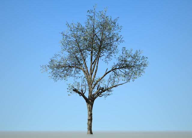 broadleaf 002 3D Модель .c4d .max .obj .3ds .fbx .stl .blend 