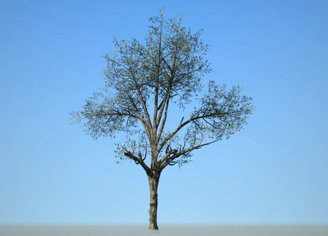 broadleaf 002 3D Model .c4d .max .obj .3ds .fbx .stl .blend 