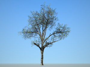 broadleaf 002 Model 3D