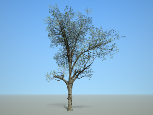 broadleaf 002 3D Модель