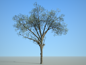 broadleaf 002 3D Модель