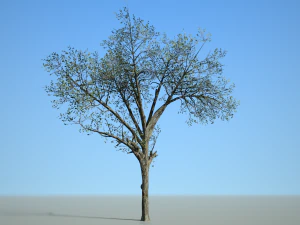 broadleaf 002 3D Model