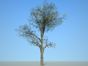 broadleaf 002 3D Модель