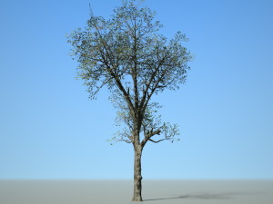 broadleaf 002 3D Модель