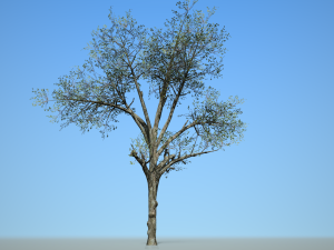 broadleaf 002 3D Модель