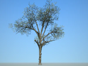 broadleaf 002 3D Model