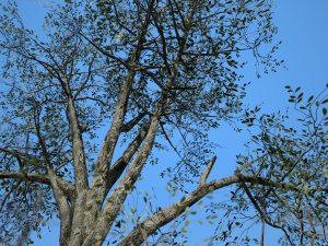 broadleaf 002 3D Модель