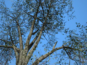 broadleaf 002 3D Model