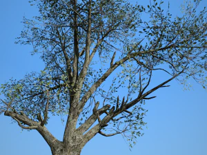 broadleaf 002 3D Model