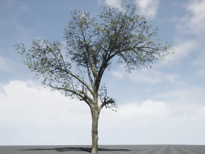 broadleaf 002 3D Model