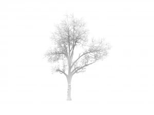 broadleaf 002 3D Model