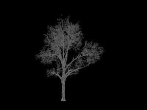 broadleaf 002 3D Модель