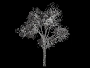 broadleaf 002 3D Model