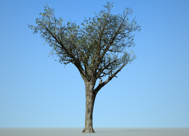 broadleaf 004 3D Model .c4d .max .obj .3ds .fbx .stl .blend 
