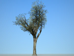 broadleaf 004 3D Model