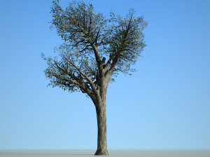 broadleaf 004 3D Model