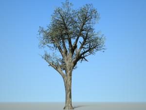 broadleaf 004 3D Model