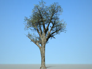 broadleaf 004 3D Model
