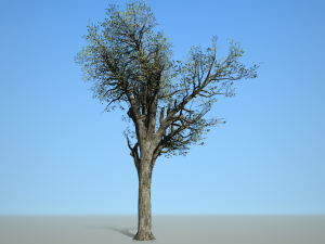broadleaf 004 3D Model