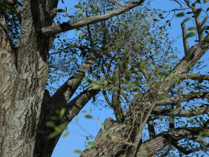 broadleaf 004 3D Model