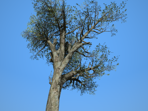broadleaf 004 3D Model