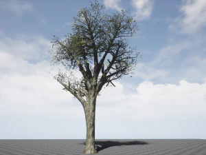 broadleaf 004 3D Model
