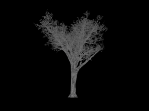 broadleaf 004 3D Model