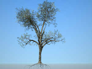 broadleaf 005 3D Model
