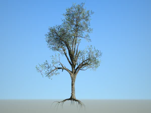 broadleaf 005 3D Model