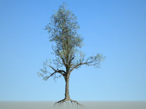 broadleaf 005 3D Model