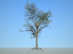 broadleaf 005 3D Model
