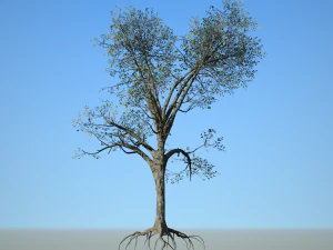 broadleaf 005 3D Model