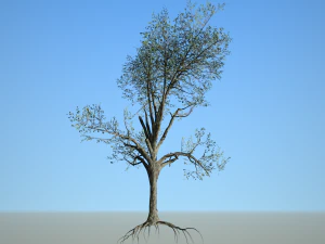 broadleaf 005 3D Model