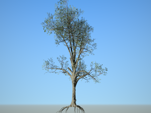 broadleaf 005 3D Модель