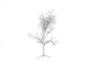 broadleaf 005 3D Model