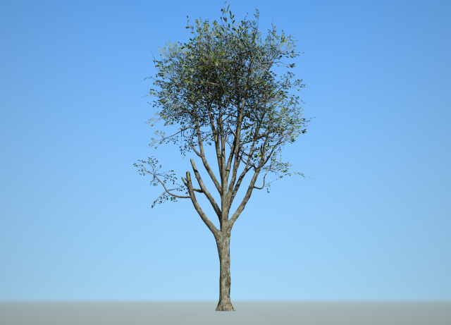 broadleaf 006 3Dモデル .c4d .max .obj .3ds .fbx .stl .blend 