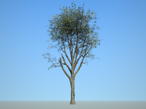broadleaf 006 3D Model