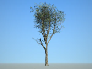 broadleaf 006 3D Model