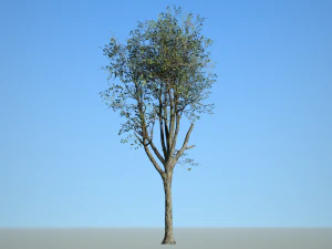 broadleaf 006 3D Model