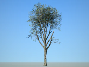 broadleaf 006 3D Model