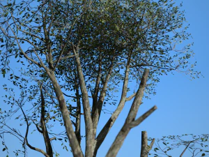 broadleaf 006 3D Model