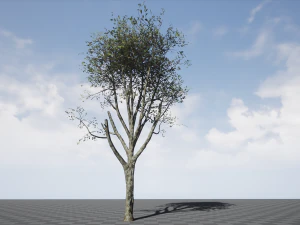 broadleaf 006 3D Model