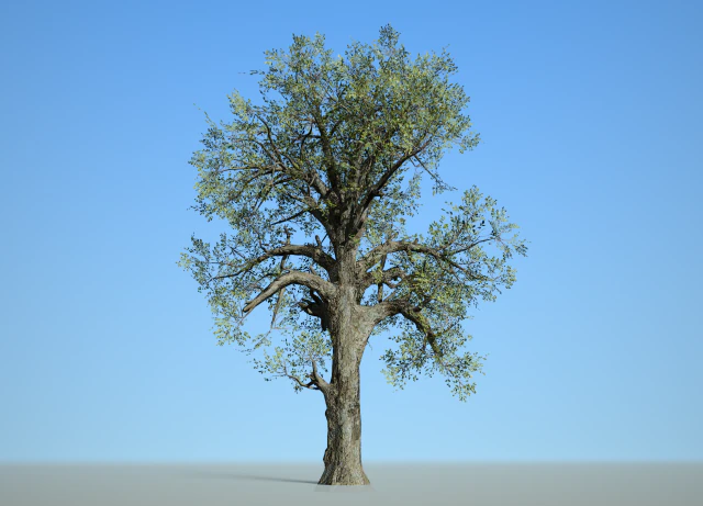 broadleaf 007 3D Model .c4d .max .obj .3ds .fbx .stl .blend 
