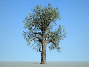 folha larga 007 Modelo 3D