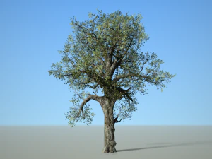 broadleaf 007 3D Model