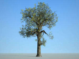 broadleaf 007 3D Model