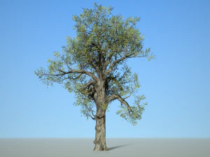 broadleaf 007 3D Model