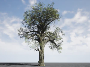 broadleaf 007 3D Model