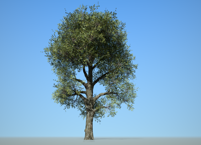 broadleaf 008 3D Modell .c4d .max .obj .3ds .fbx .stl .blend